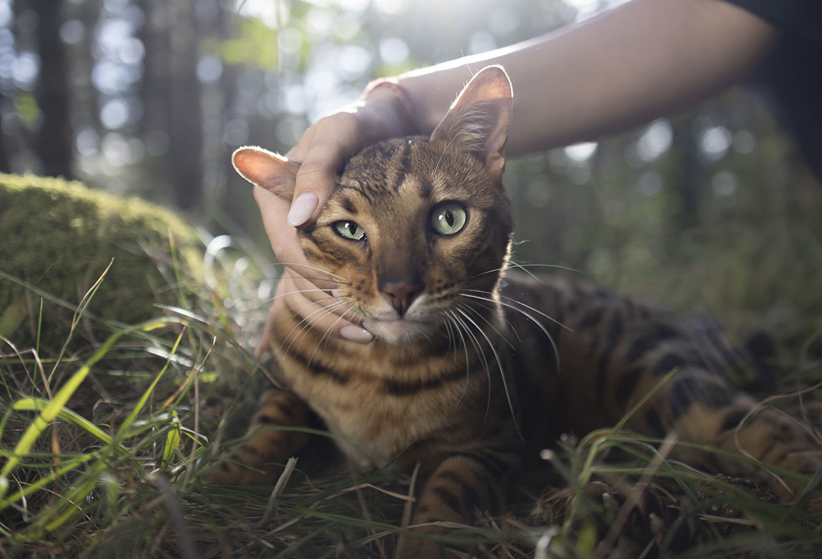 Cat food