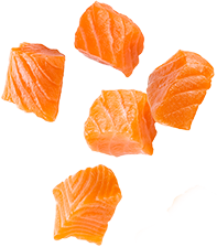 Salmon