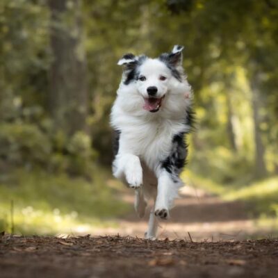 A happy Border Collie running through a lush forest trail, representing CHARM® Pet Food’s commitment to community, quality, and supporting active, healthy pets.