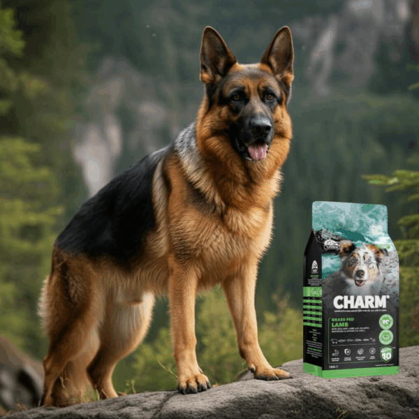 A strong, lean adult German Shepherd standing proudly next to a bag of CHARM® Pet Food's Grass-Fed Lamb Dry dog food, illustrating optimal nutrition for muscle, joint, and sustained energy.