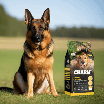 A healthy German Shepherd sitting calmly next to a prominently displayed bag of CHARM® Pet Food's products, emphasizing brand transparency, high-quality ingredients, and trust in premium German Shepherd nutrition.