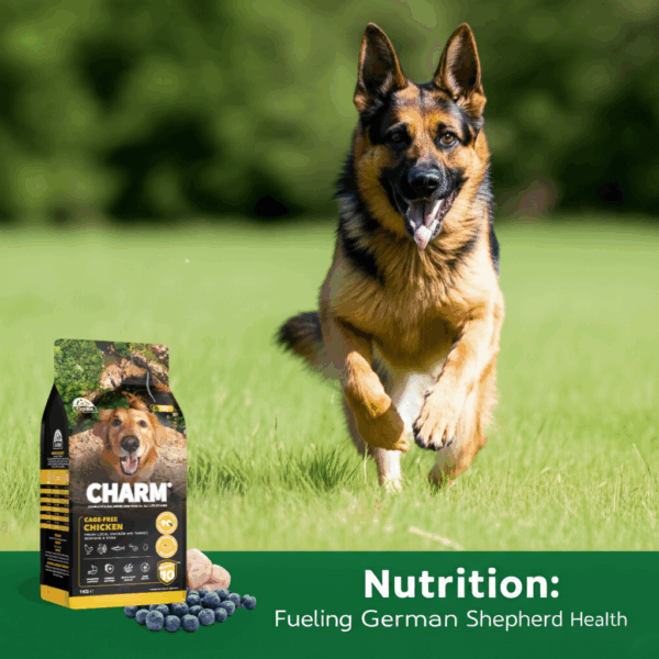 An energetic German Shepherd dog with a shiny coat, running happily outdoors, symbolizing optimal health and vitality achieved through proper nutrition from premium German Shepherd food like CHARM® Pet Food.