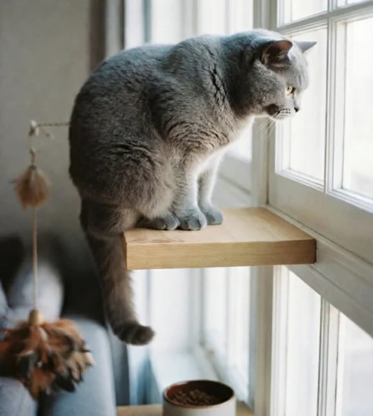 A grey cat sitting on a wooden window perch looking out through the glass.