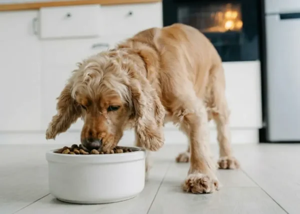 Best Dry Food for Dogs 2026: How to Choose Healthy Kibble - charm pet food