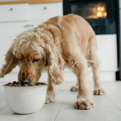 Best Dry Food for Dogs in 2026: How to Choose the Right Kibble for Your Dog’s Health - Charm Pet Food