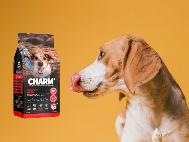比格犬興奮地舔著嘴唇，盯著CHARM® 草飼牛肉狗食，提供美味、營養均衡的餐點，支持狗狗的整體健康和能量。