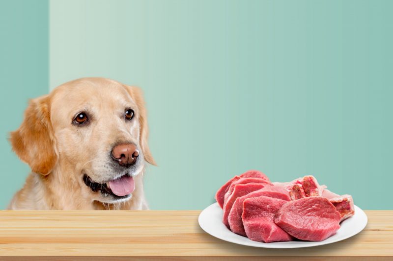 金毛尋回犬熱切地盯著一盤新鮮的生牛肉，突顯牛絞肉對自製狗食的營養價值，有助於肌肉生長和整體健康。