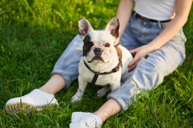 Top view of white and brown french bulldog sitting on grass in park and looking at camera. Unrecognizable female owner holding purebred pet between legs, sitting nearby. Domestic animals concept.