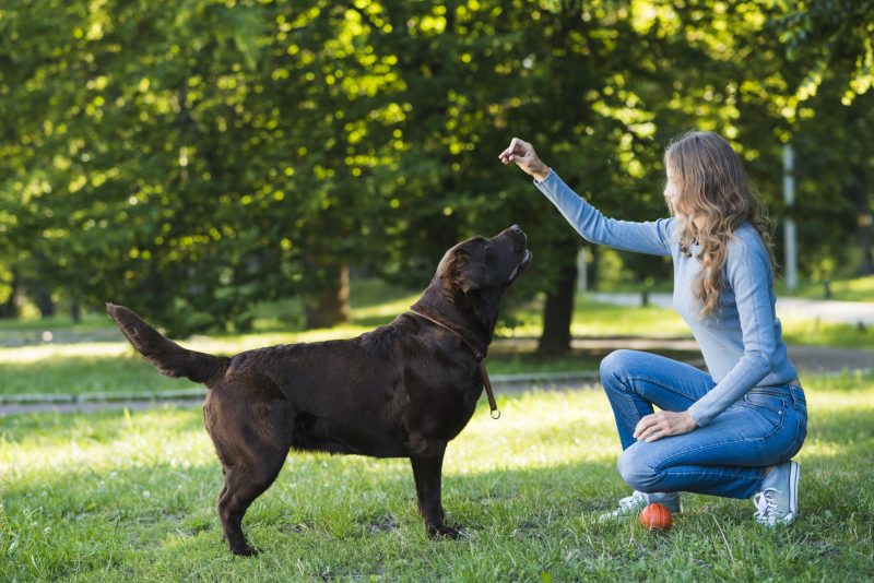 side-view-woman-playing-with-her-dog-park (1) side-view-woman-playing-with-her-dog-park (1)